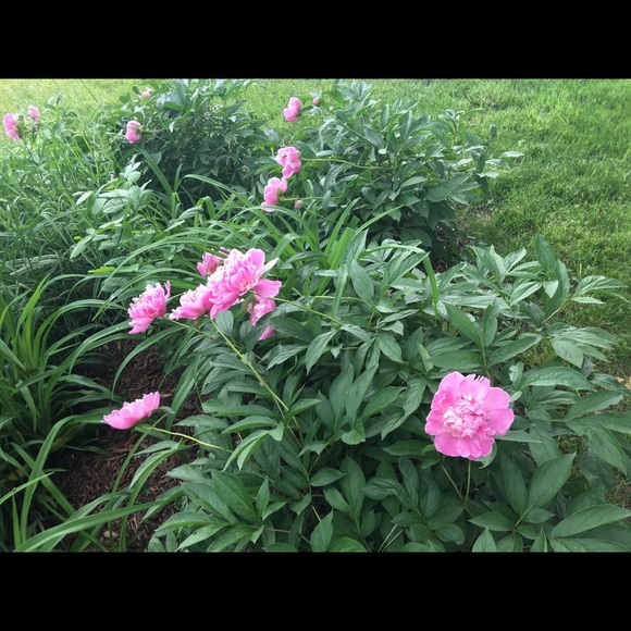 Meet your Posher, Krystal - Picture 1 of 1